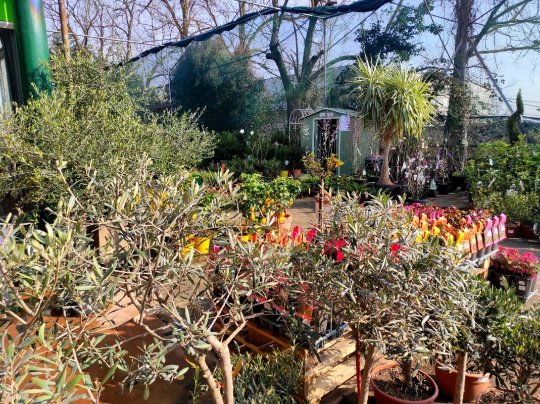 il giardino terapeutico fa bene curare le piante e i fiori