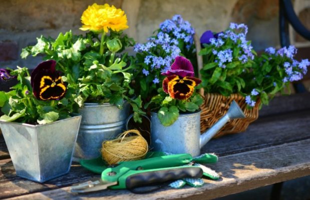 giornate con esperti piante e giardinaggio fasoli piante aprile 2022