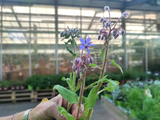 borragine come coltivarla nel proprio giardino