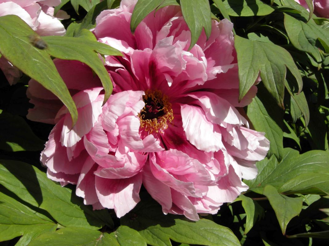 peonie arbustive ed erbacee consigli come coltivarle