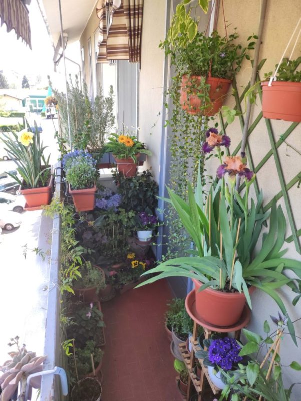terzo classificato concorso fotografico il tuo balcone fiorito