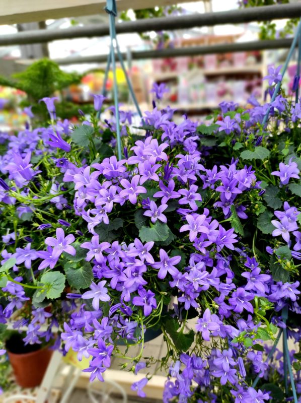 fiori per farfalle la buddleia pianta perfetta