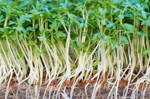 crescione pianta edibile cose da sapere