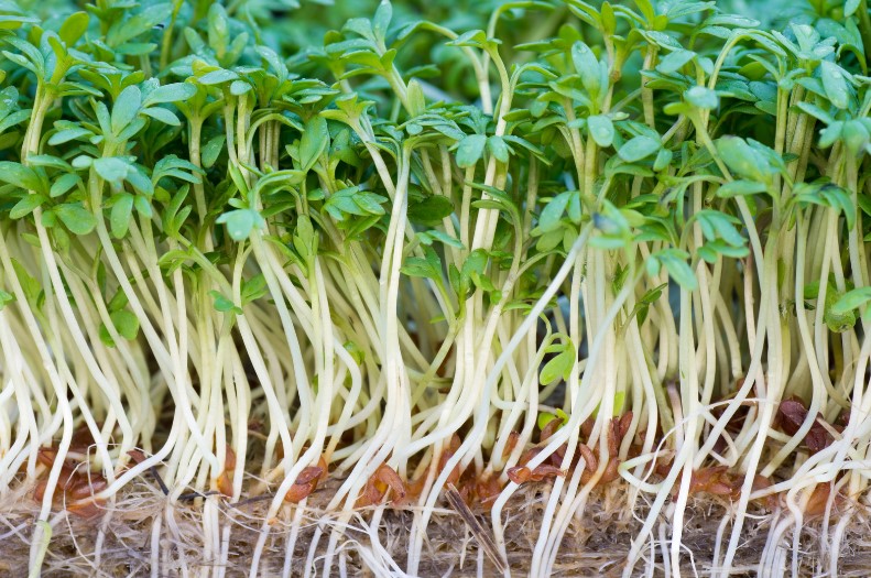 crescione pianta edibile cose da sapere