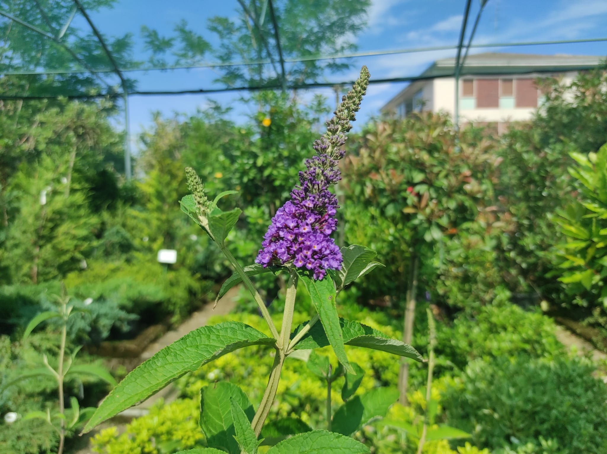 fiori per farfalle pianta buddleja