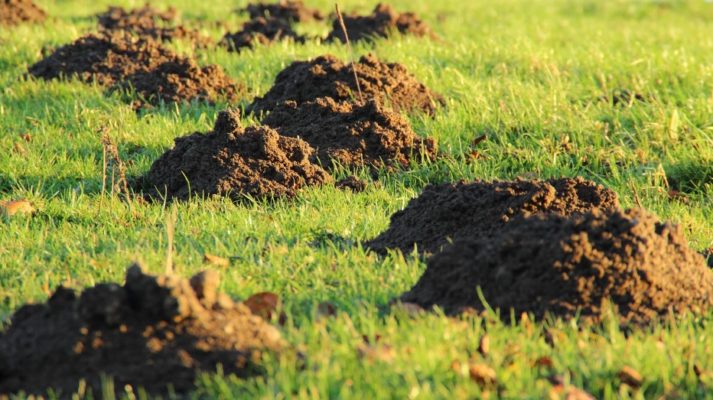 problema delle talpe buche in giardino cosa fare