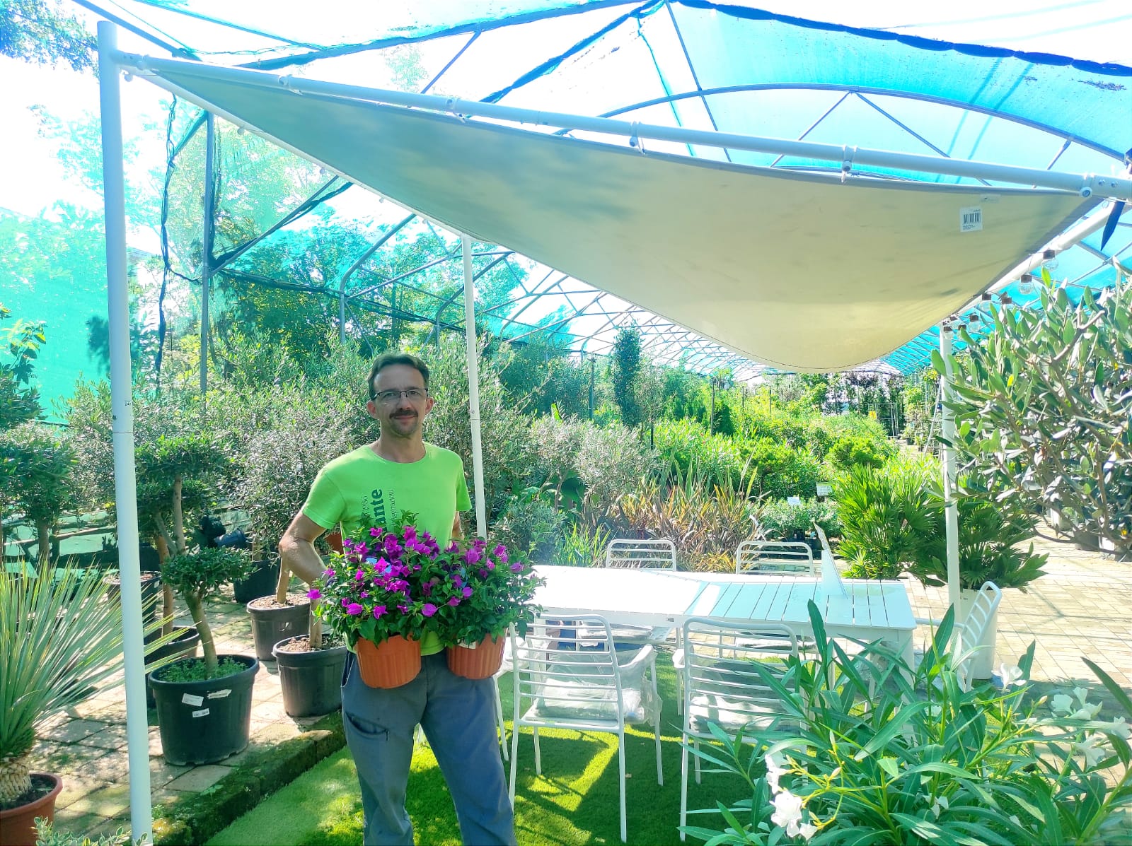arbusti mediterranei in giardino serre fasoli piante