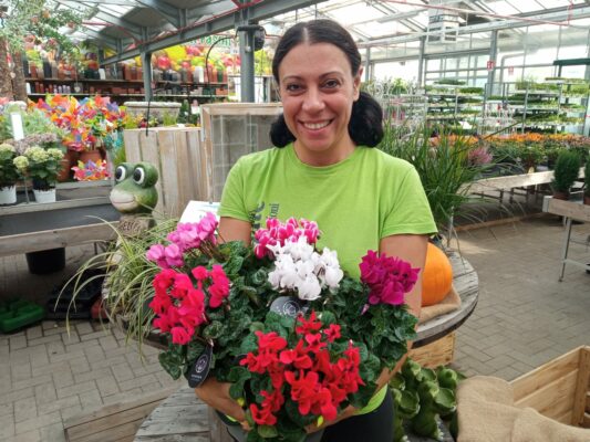 ciclamini mazzo fiori da fasoli piante