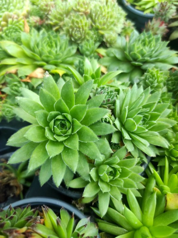 semprevivo o sempervivum pianta adatta a tutti