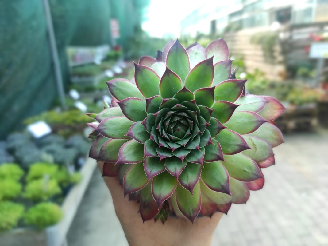 semprevivo o sempervivum pianta facilissima da coltivare
