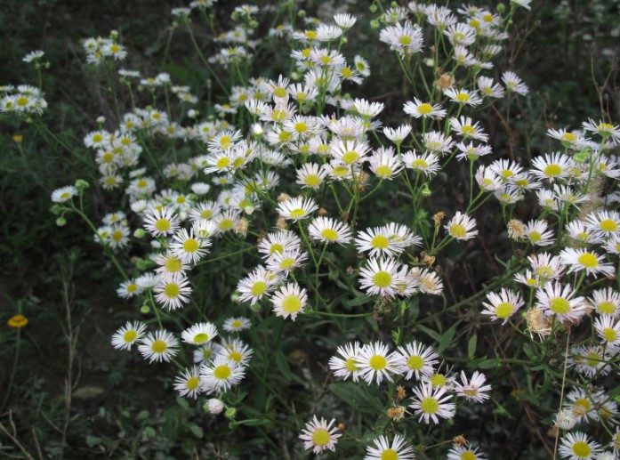 Erigeron karviskianus ottima alternativa al tappeto erboso