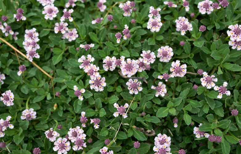 Lippia nodiflora opzione alternativa al prato