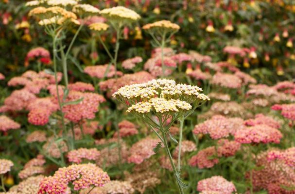 achillea chritmifolia per il tappeto erboso del vostro giardino