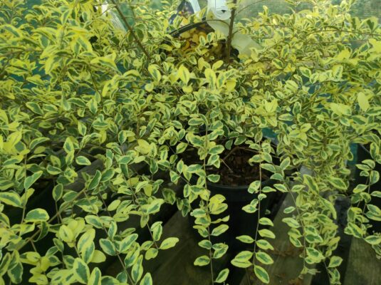 cosa fare con le piante invernali che soffrono la siccità