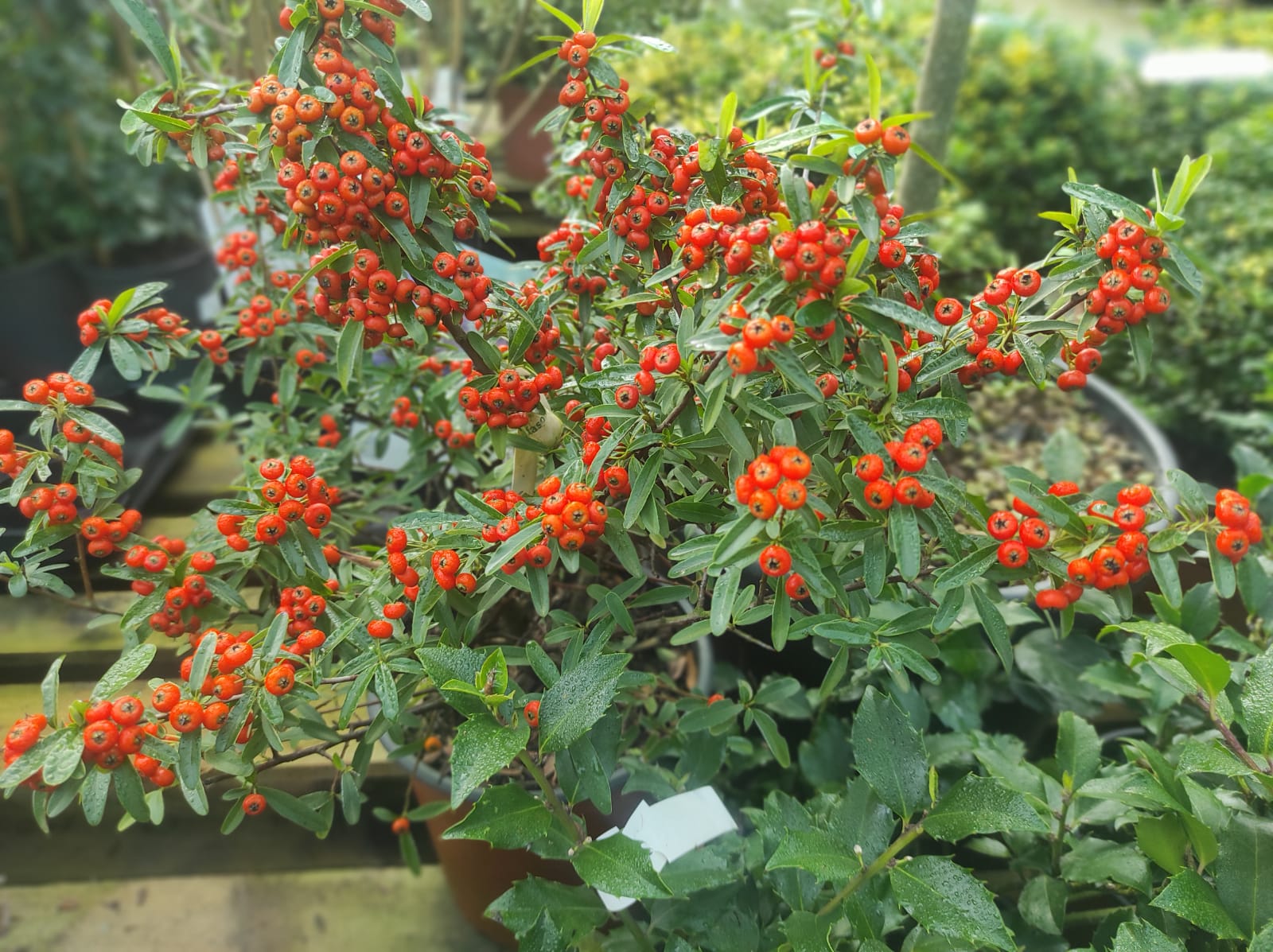 5 tipi di bacche perfetti per l'autunno da coltivare in terrazza o in giardino