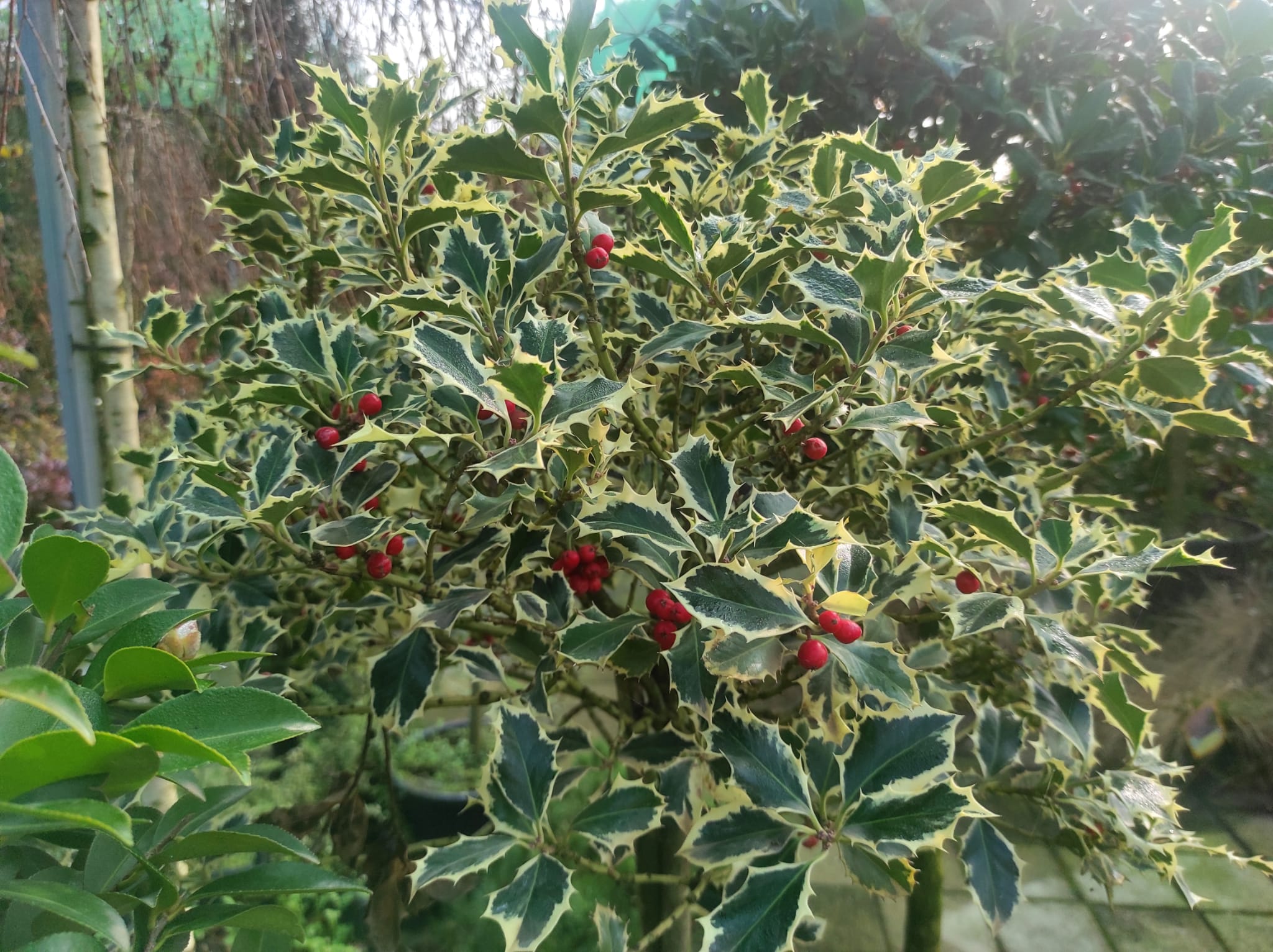 perché piantare alberi nel proprio giardino può aiutare il pianeta terra