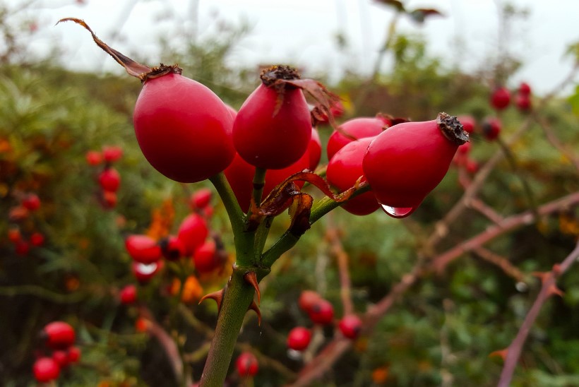 come si coltiva la rosa canina, un rosaio semplice e facile
