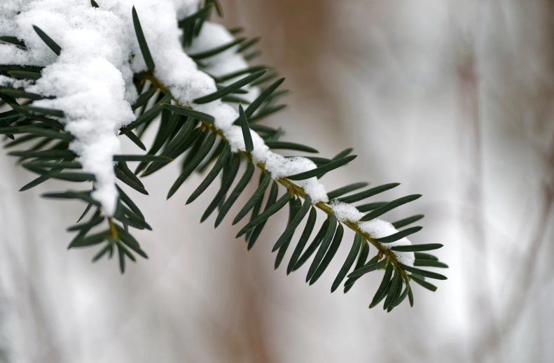 la neve è dannosa o benefica per le piante?
