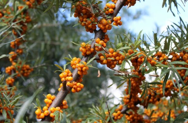 olivello spinoso cura