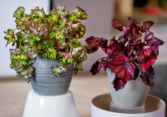 piante antismog per l'inquinamento indoor