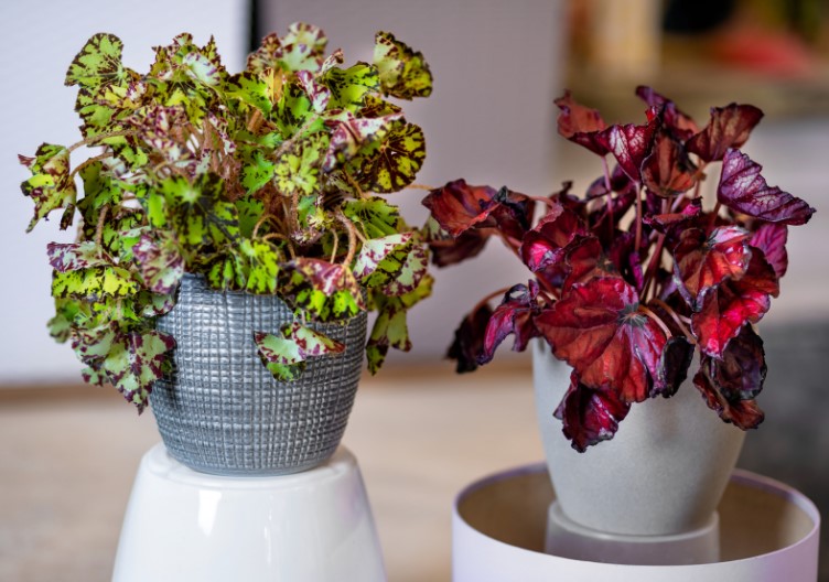 piante antismog per l'inquinamento indoor