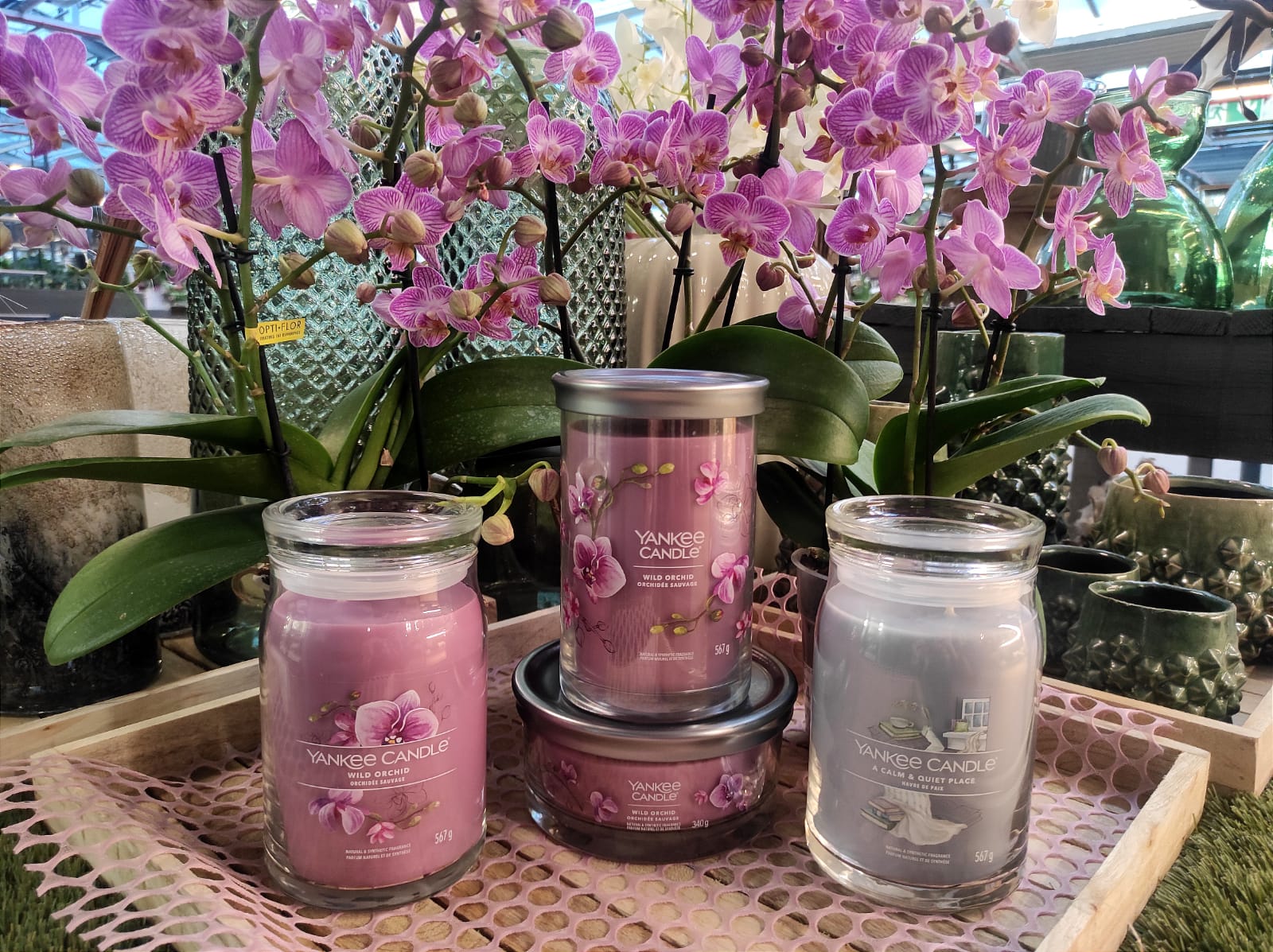 yankee candle in promo da Fasoli piante gennaio 2023