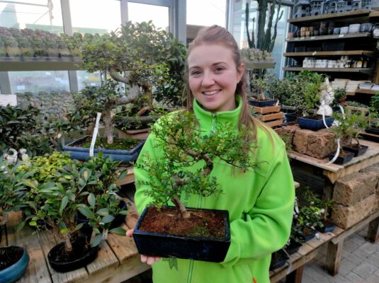 corso bonsai con l'esperto da Fasoli piante