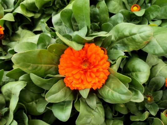 utilizzare la calendola in cucina e nella cura della pelle