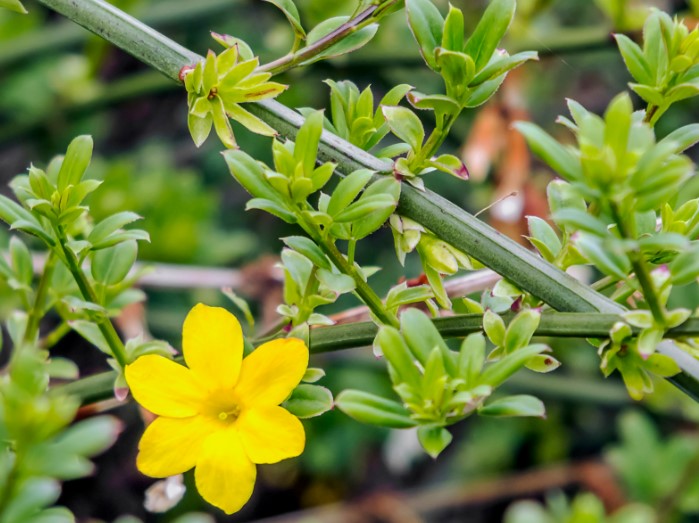 arbusti e fiori invernali indistruttibili