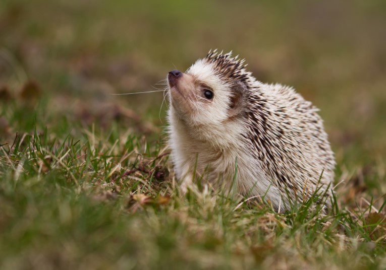 a cosa servono i ricci in natura