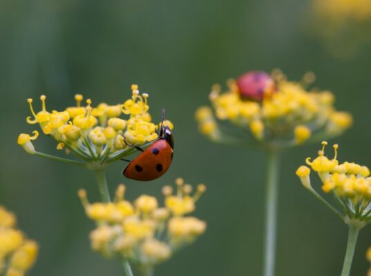 coccinelle contro i parassiti
