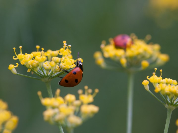 coccinelle contro i parassiti