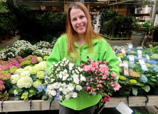 le piante acidofile adatte alla primavera