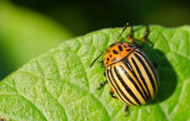 la dorifora è un insetto che attacca soprattutto le piante solonacee