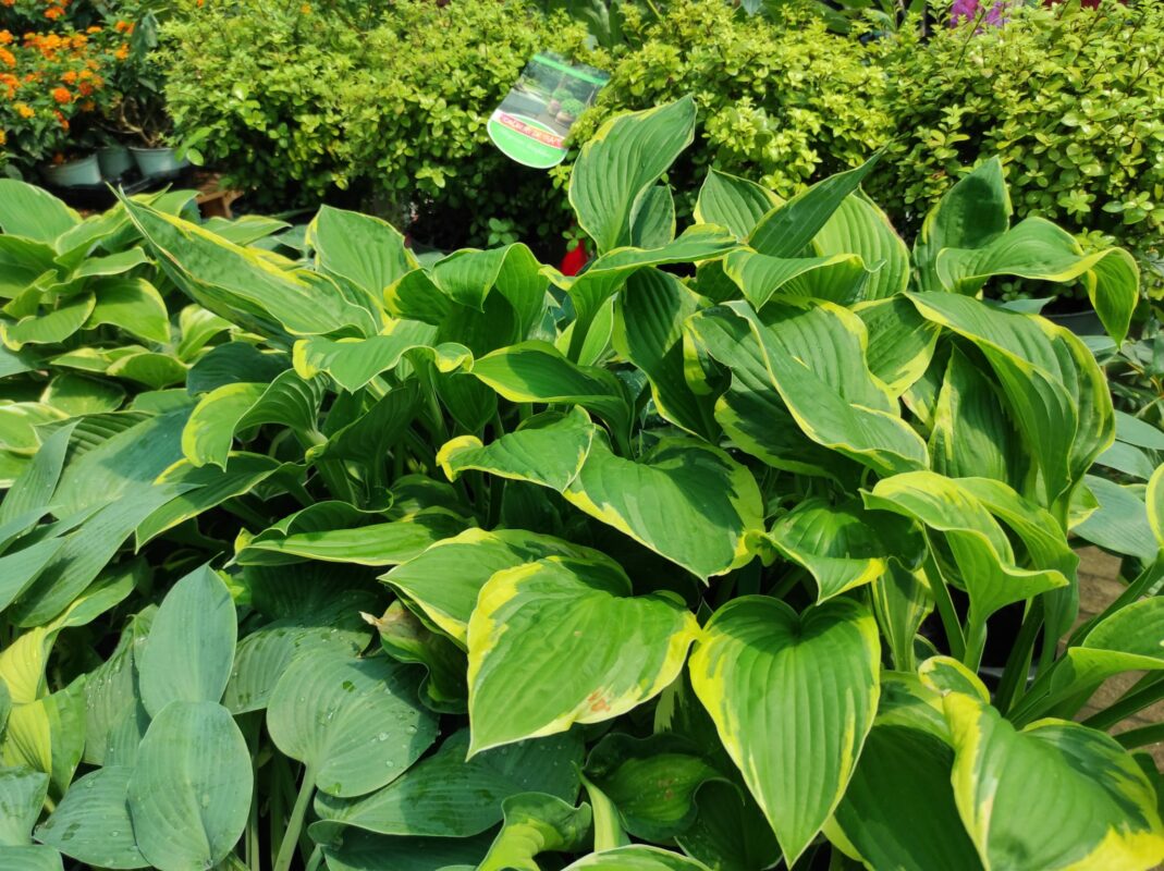 l'hosta è una delle piante preferite dalle lumache