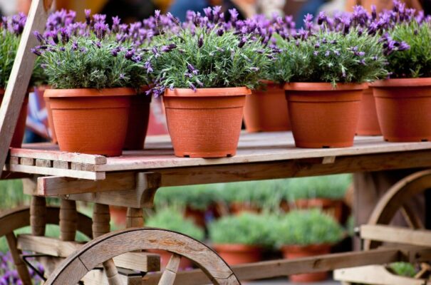 come coltivare la pianta della lavanda