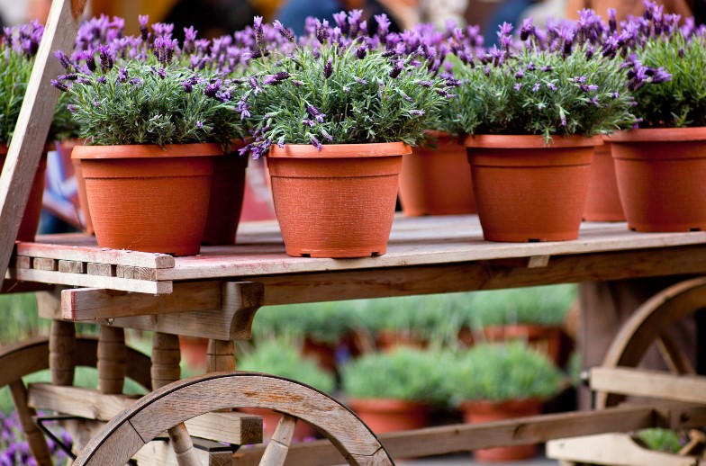 come coltivare la pianta della lavanda