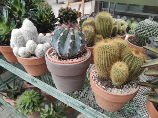 come realizzare un dry garden solo con le piante grasse