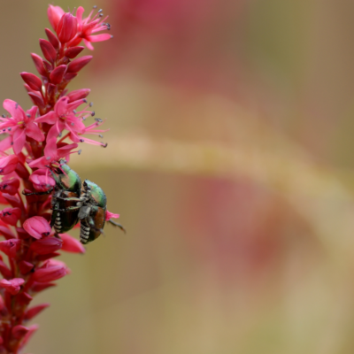 come difendere le piante dalla popillia japonica