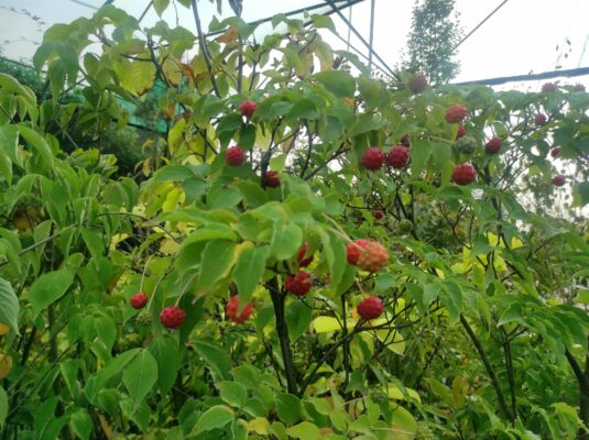 i frutti dimenticati dell'autunno, frutti minori