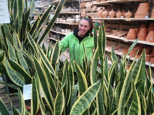 cosa sapere sulla sansevieria