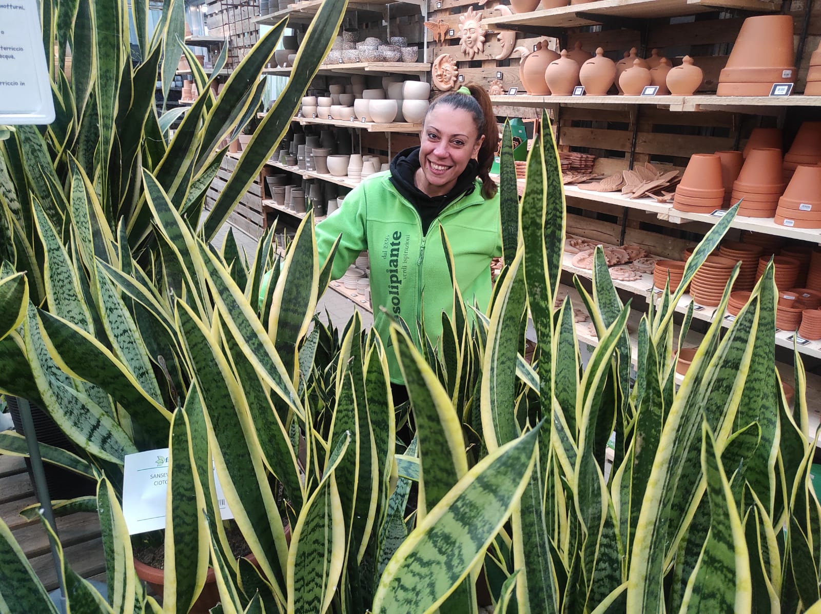 cosa sapere sulla sansevieria