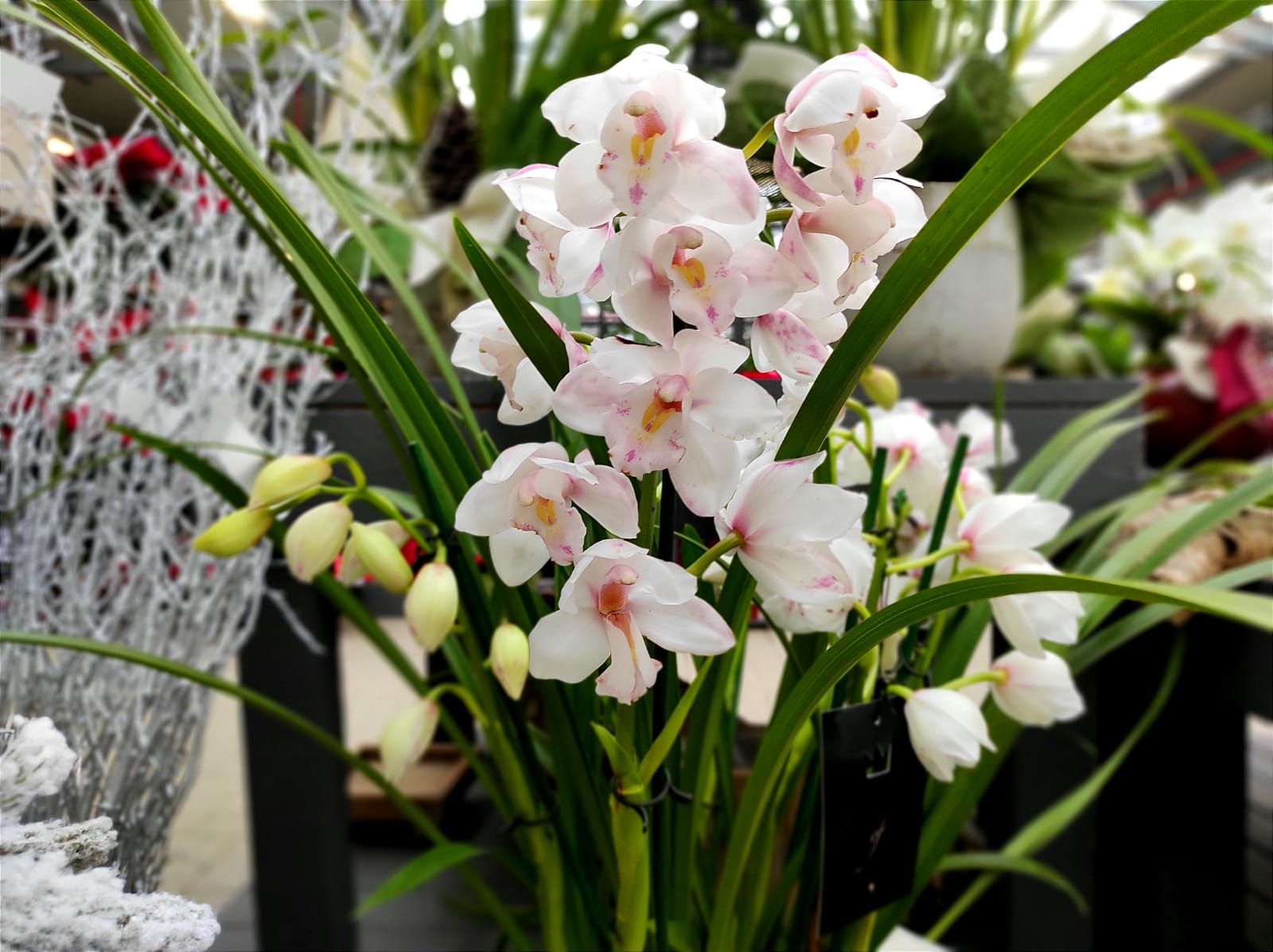 come curare il cymbidium: guida e consigli
