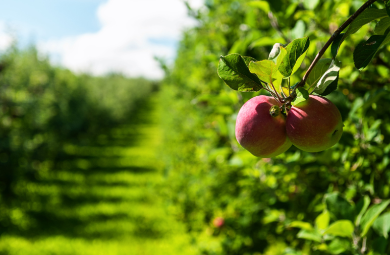 come realizzare un mini frutteto nel proprio giardino