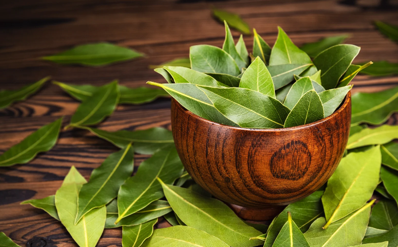 come utilizzare l'alloro in cucina ed estetica