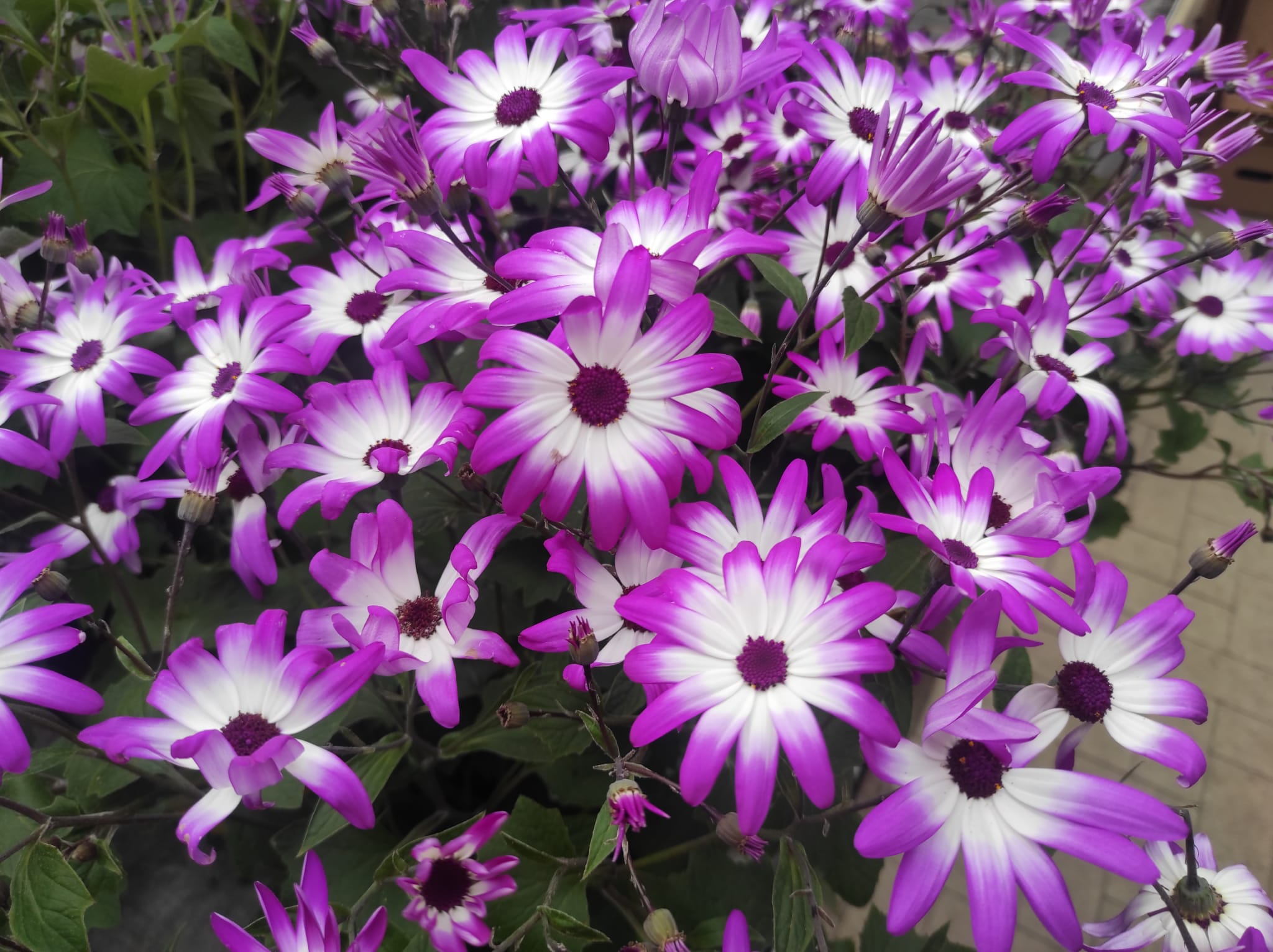 cineraria