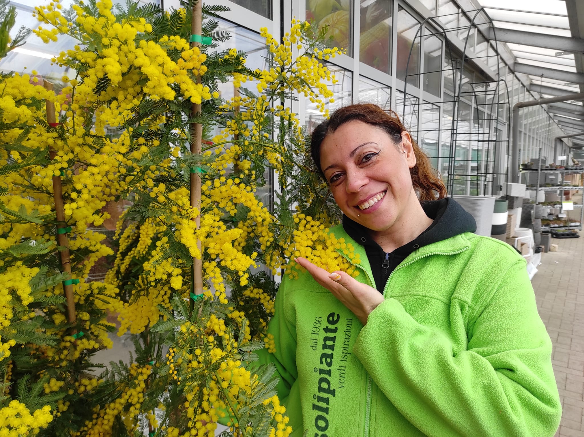 tere mimose