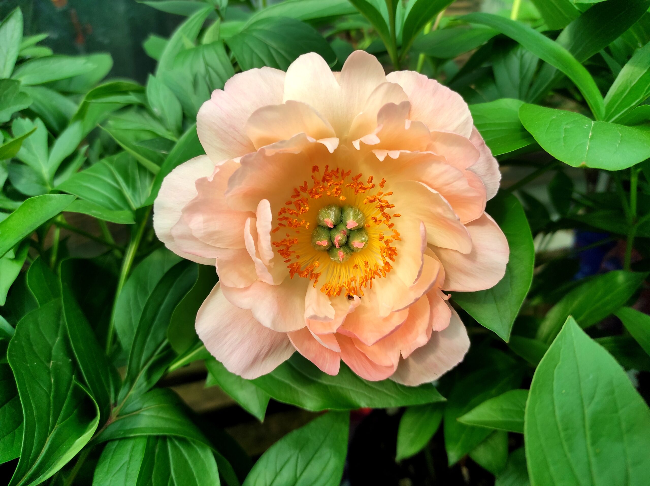 paeonia