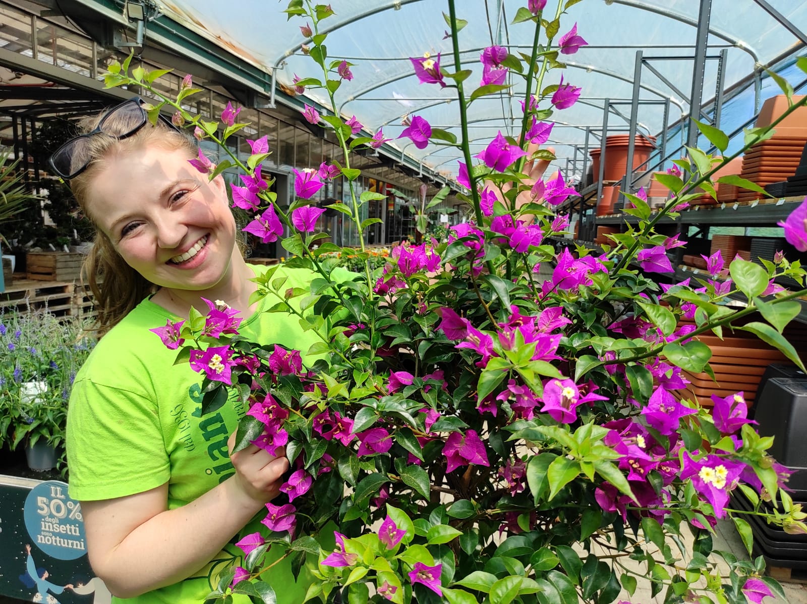 BOUGAINVILLEA