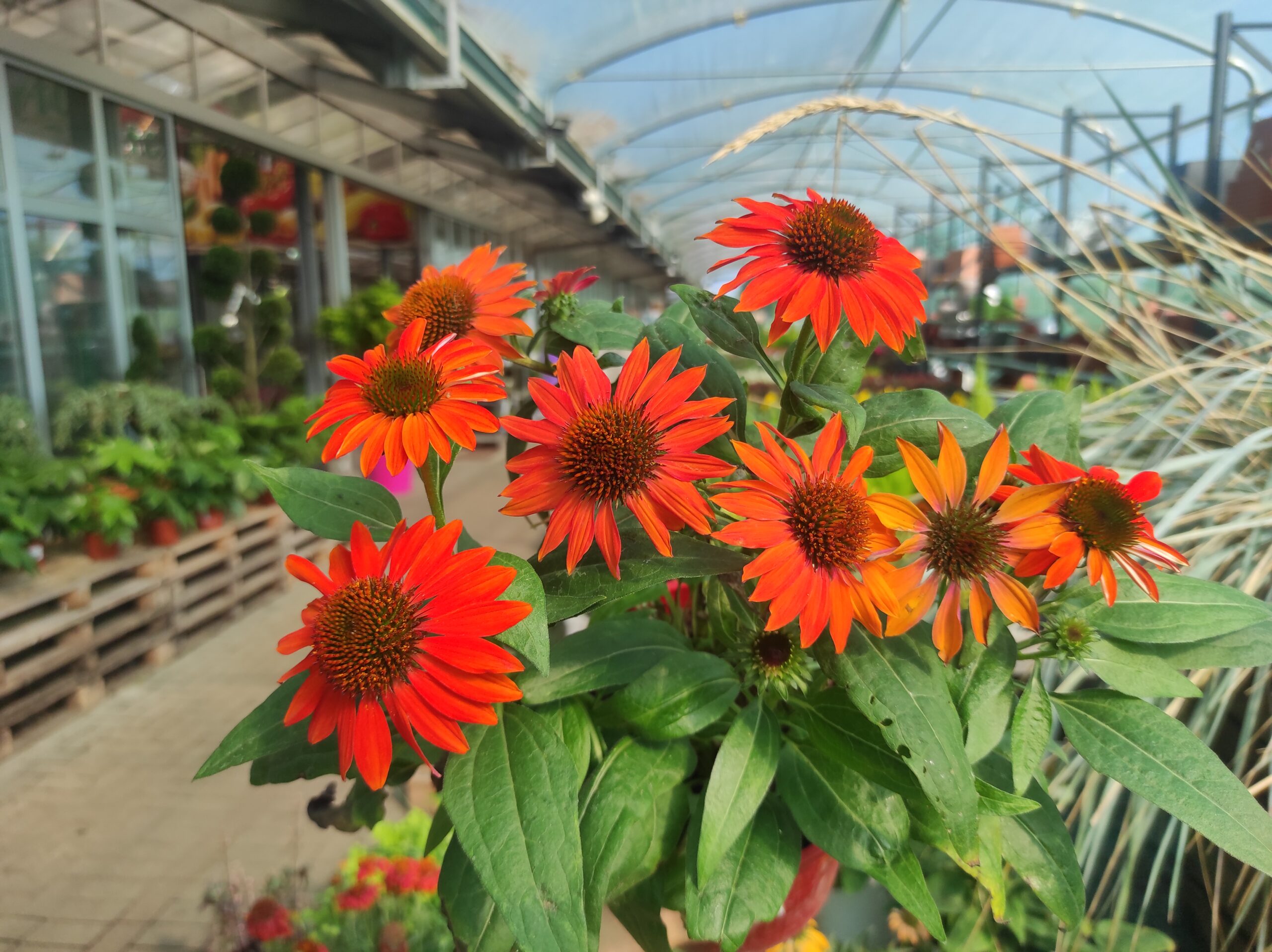 ECHINACEA